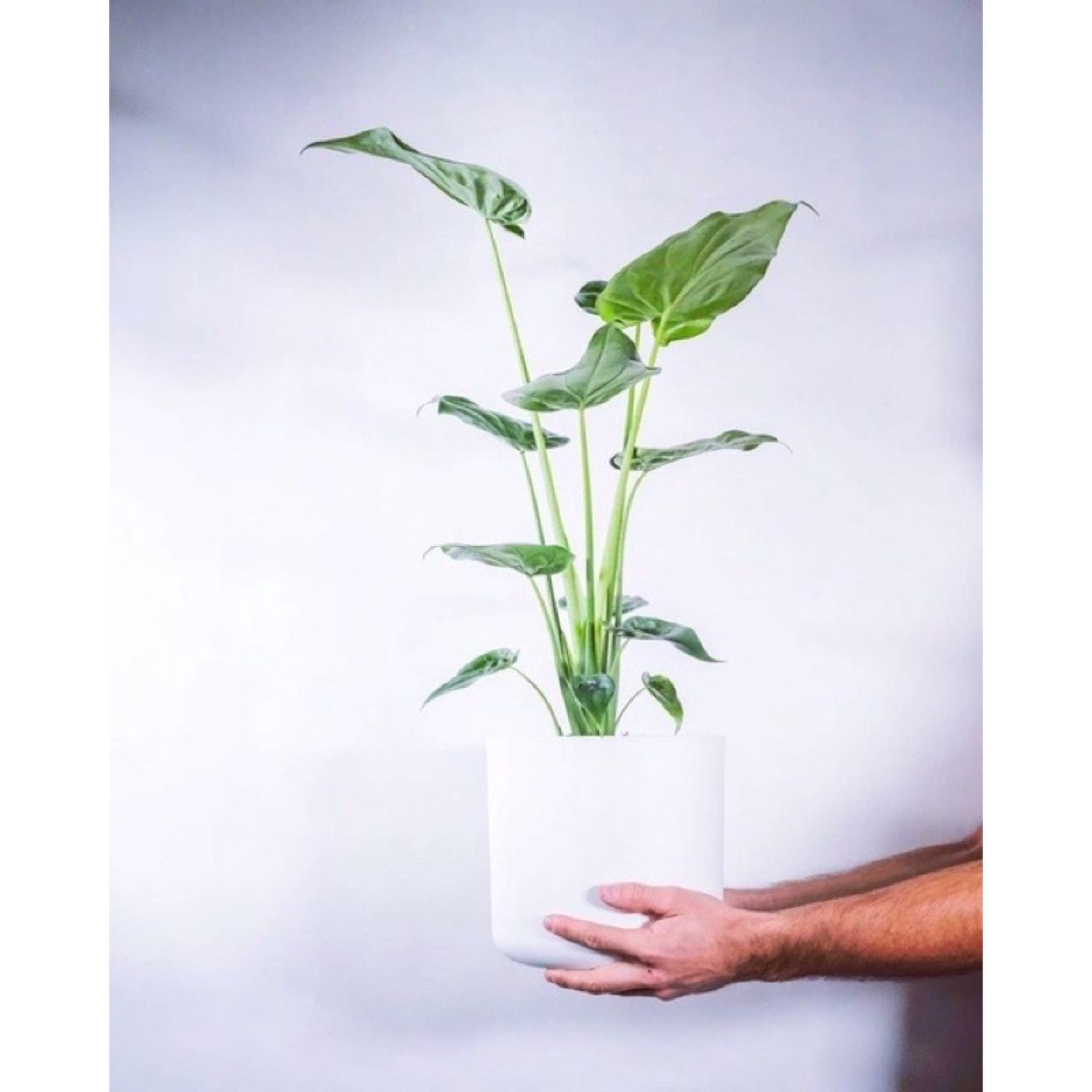 Cây môn tai phật đuổi muỗi hiệu quả (môn lá tim, Cây Alocasia cucullata)
