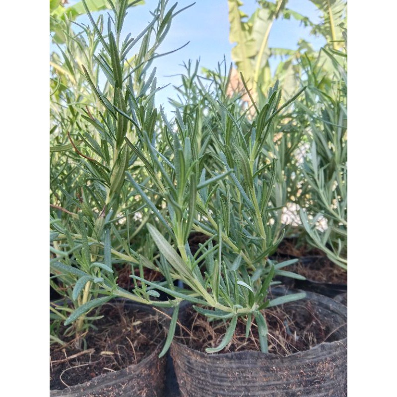 Cây Hương Thảo - Rosemary, cây hương liệu, gia vị Âu