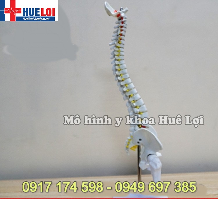 [HCM]Mô hình xương cột sống 45cm