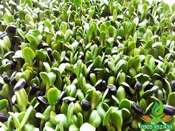 Hạt giống rau mầm các loại