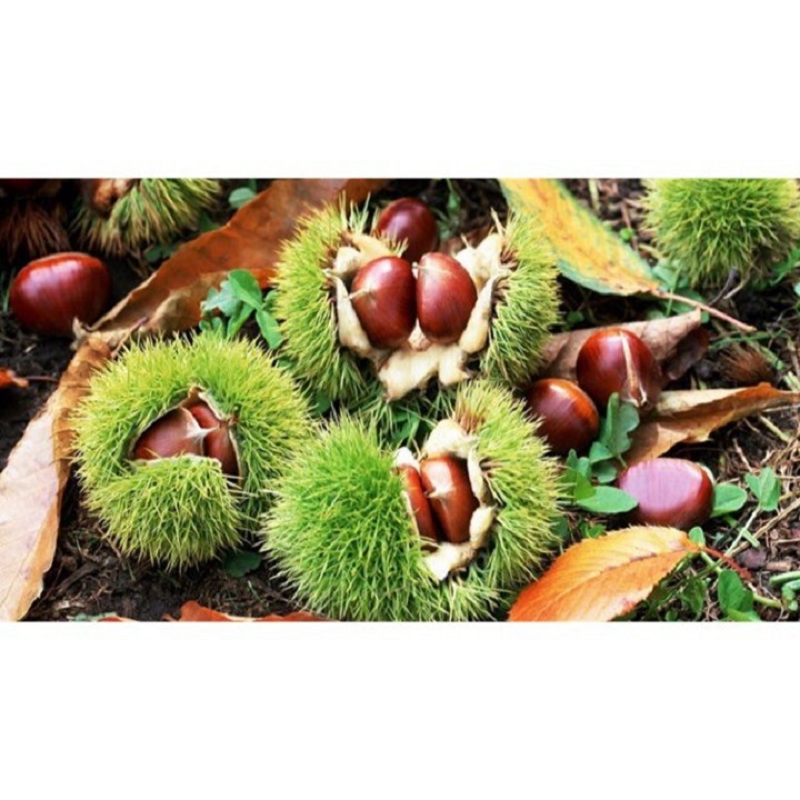 CÂY GIỐNG CÂY HẠT DẺ TRÙNG KHÁNH - hdtk
