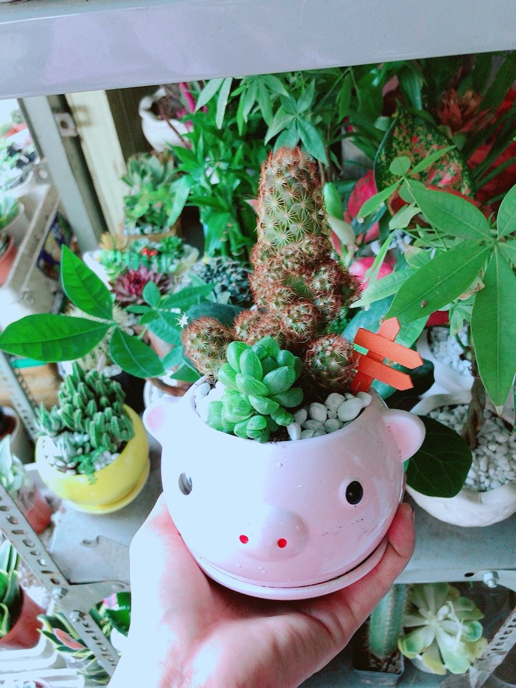 Chậu Xương Rồng Mix