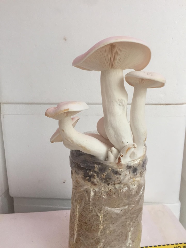bịch nấm hoàng đế