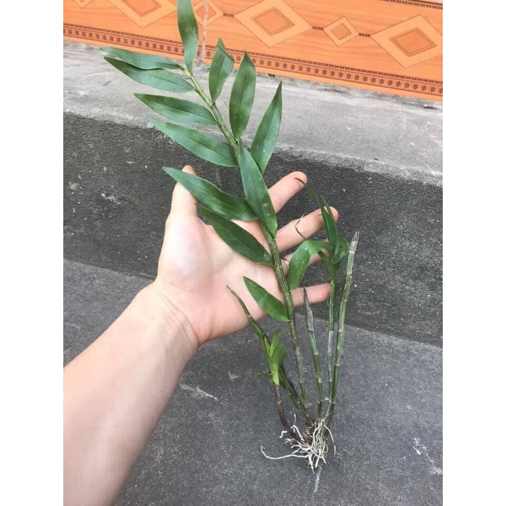 Hoa Lan hoàng thảo lụa(1 khóm)