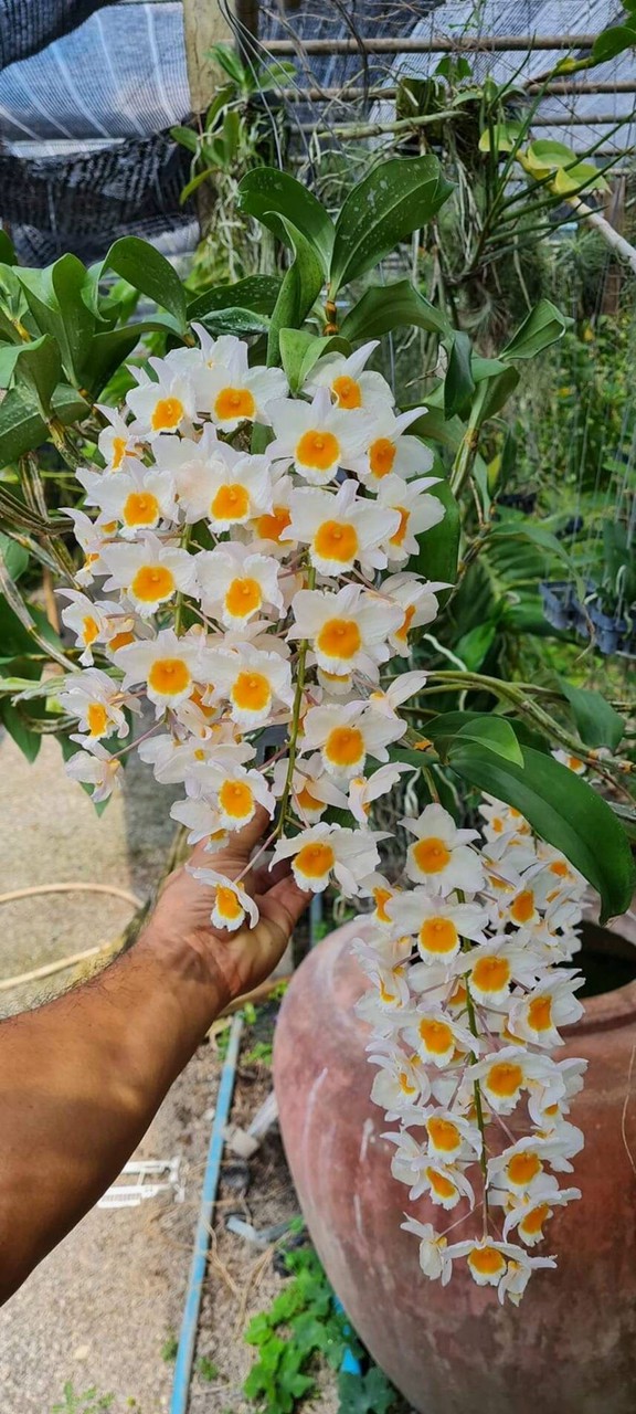 HOA LAN KIỀU