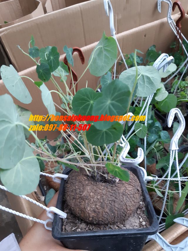 củ bình vôi