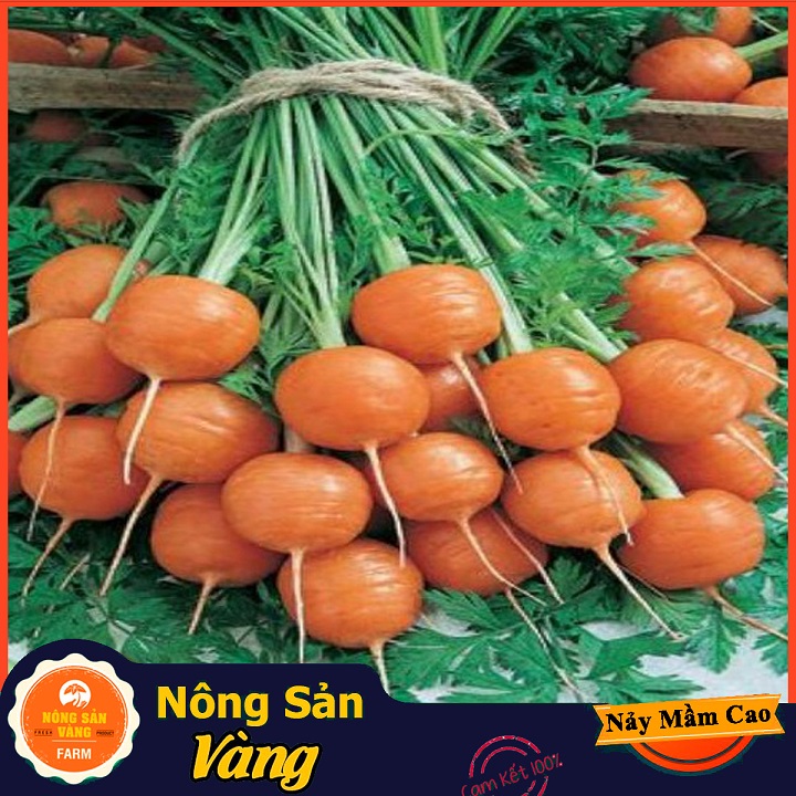 [HCM]Hạt giống Cà Rốt Củ Tròn ( 05 Gram ) - Nông Sản Vàng