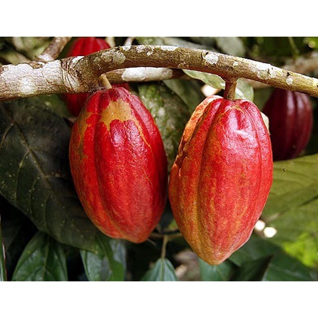 Cây giống cacao cao sản siêu trái + siêu sớm