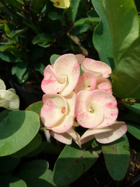 Cây xương rồng bát tiên