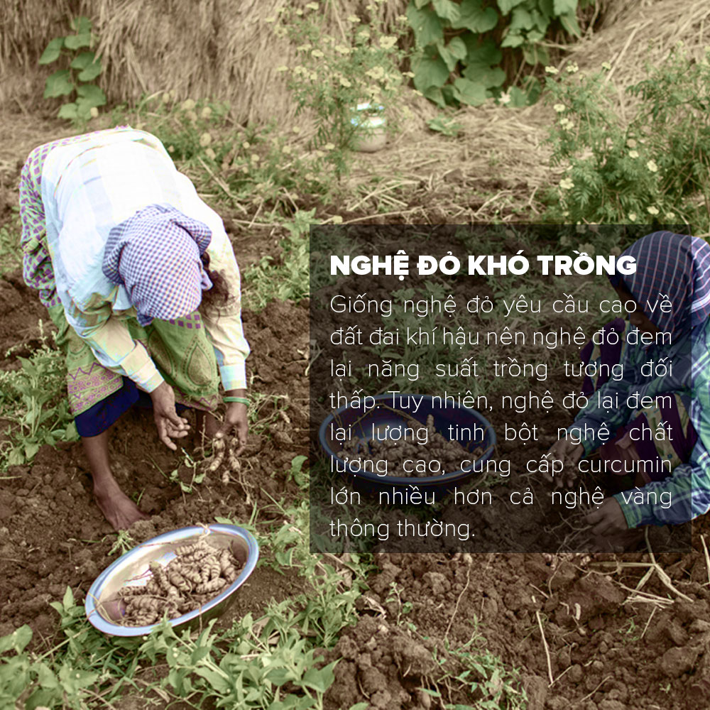 [500GR] Tinh Bột Nghệ Đỏ Toro Nguyên Chất 100% | TORO FARM