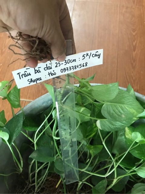 Cây trầu bà xanh giống (vạn niên thanh leo)