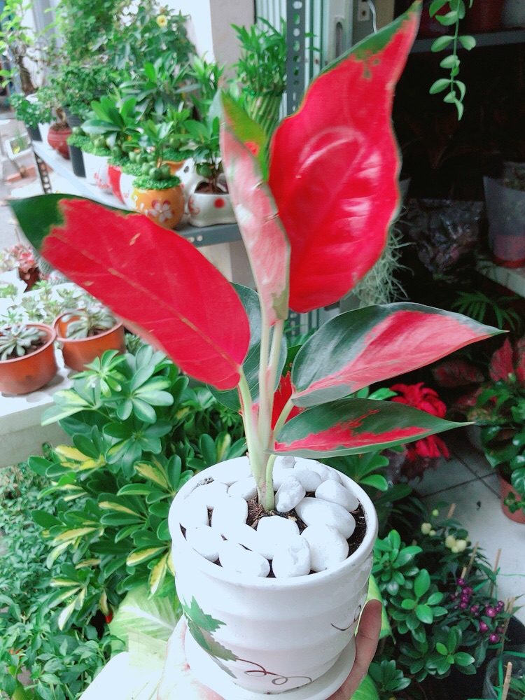 [HCM]Chậu Cây Phú Quý Đỏ