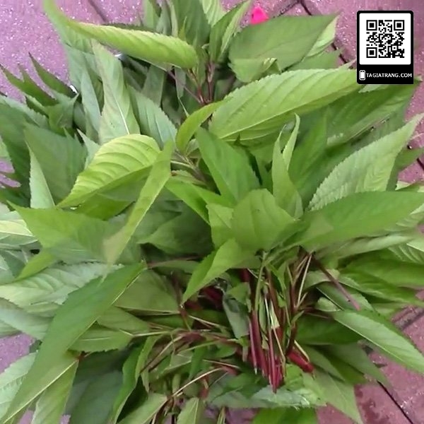 1Kg Hạt giống rau đay đỏ