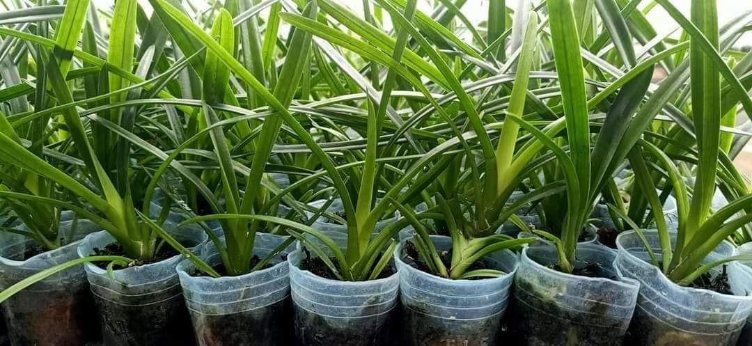 kiếm cặp lai cym 17