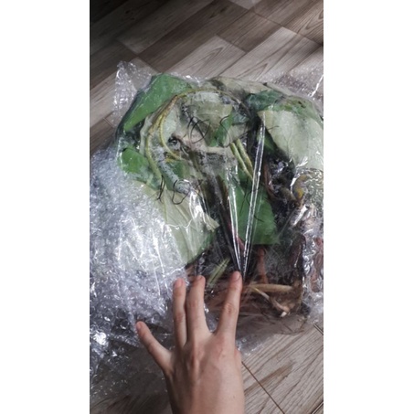 HOA SEN THÁI: SUPER LOTUS [Siêu Giảm Giá]