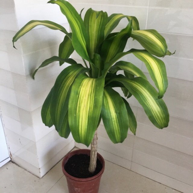 Cây phát tài sọc vàng - chậu 1 thân