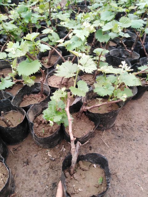 CÂY GIỐNG NHO MỸ KHÔNG HẠT