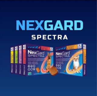 NEXGARD SPECTRA- Viên nhai trị ve rận thumbnail