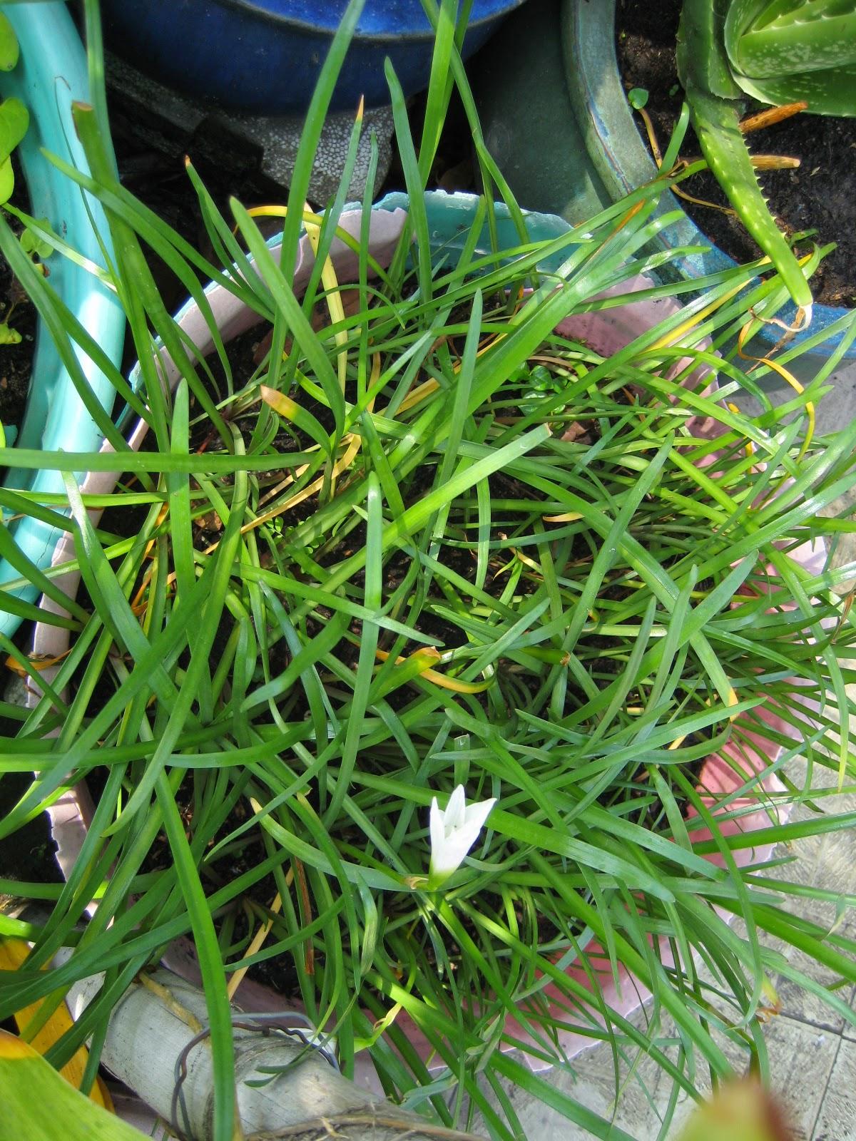 [HCM]CỦ HUỆ MƯA