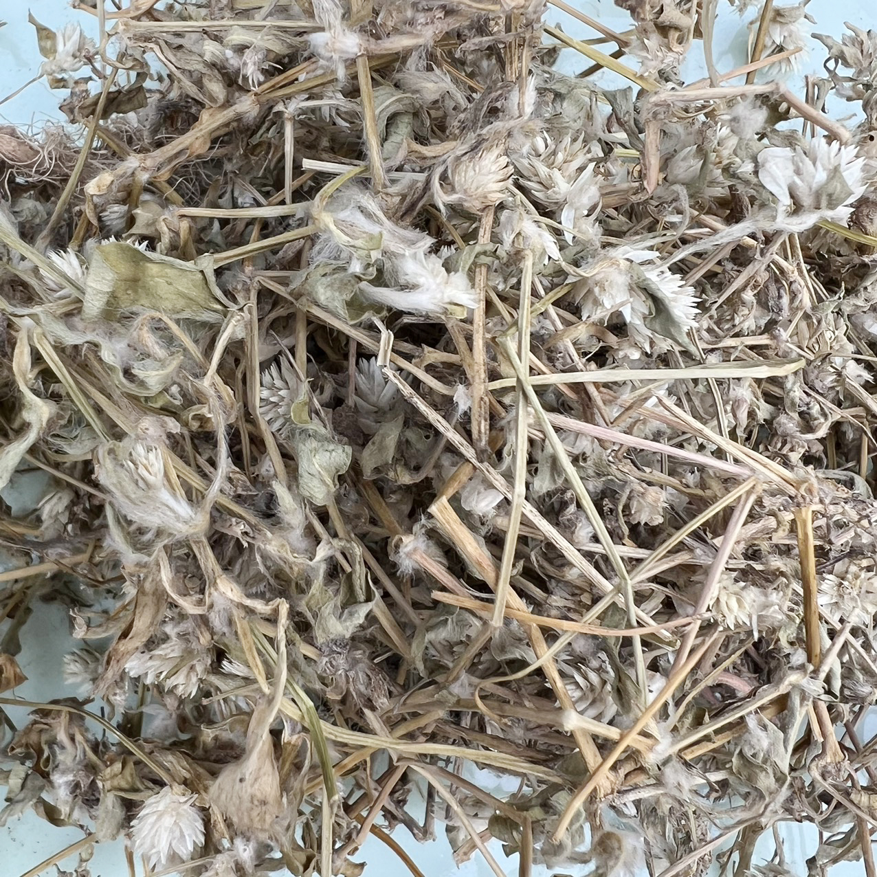 [New Product from the Company] Dried Day Blooming Plant in Large Bags, 500g - Tan Phat Herbal - Specialized for Making Tea and Infusing Water