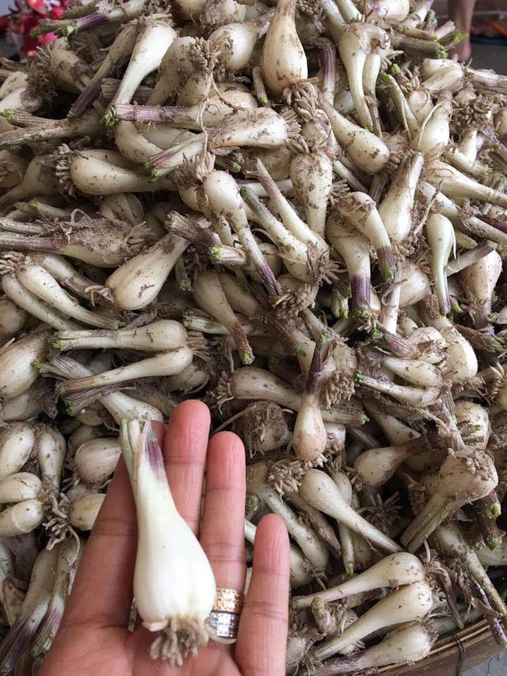 1KG củ kiệu nông sản Việt