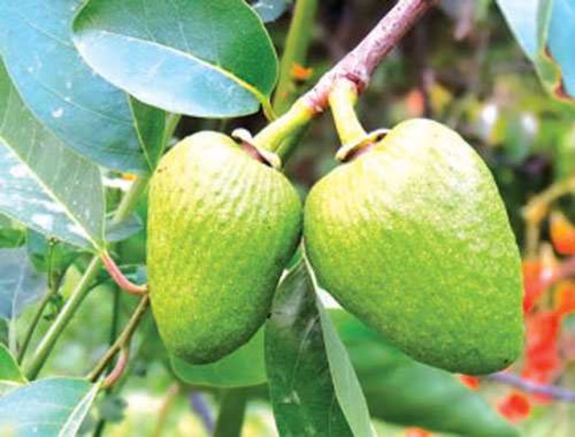 Quả bình bát phơi khô, 1 ký quả bình bát phơi khô