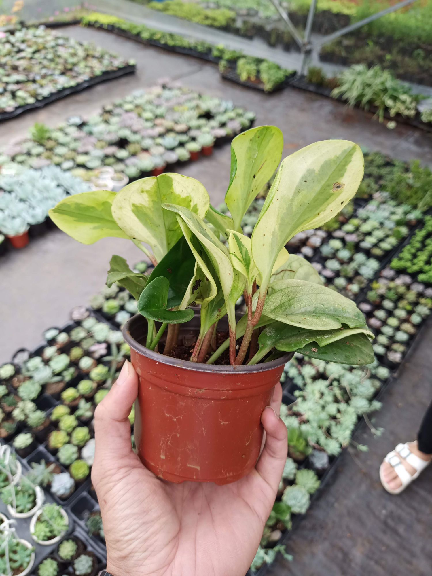 Cây trường sinh cẩm thạch