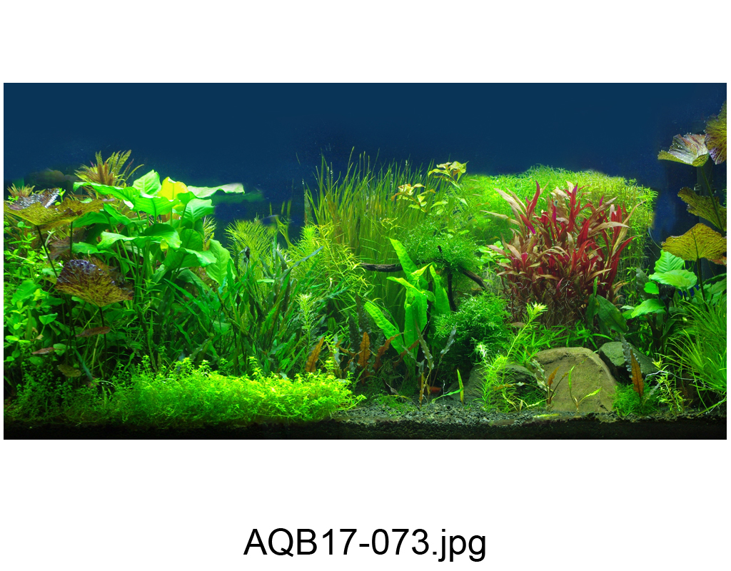 Tranh 3d Koifish -  Aqb17-073, 100x45cm, cho hồ cá siêu nét, siêu đẹp,