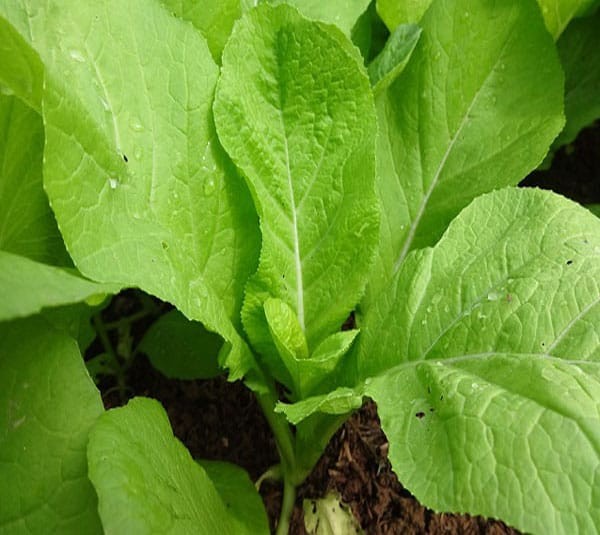 Hạt Giống Rau Cải Mơ Lùn  - gói 20gram