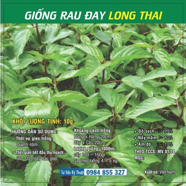 Hạt giống Rau Đay Đỏ - Rau Đay trắng TN - 55