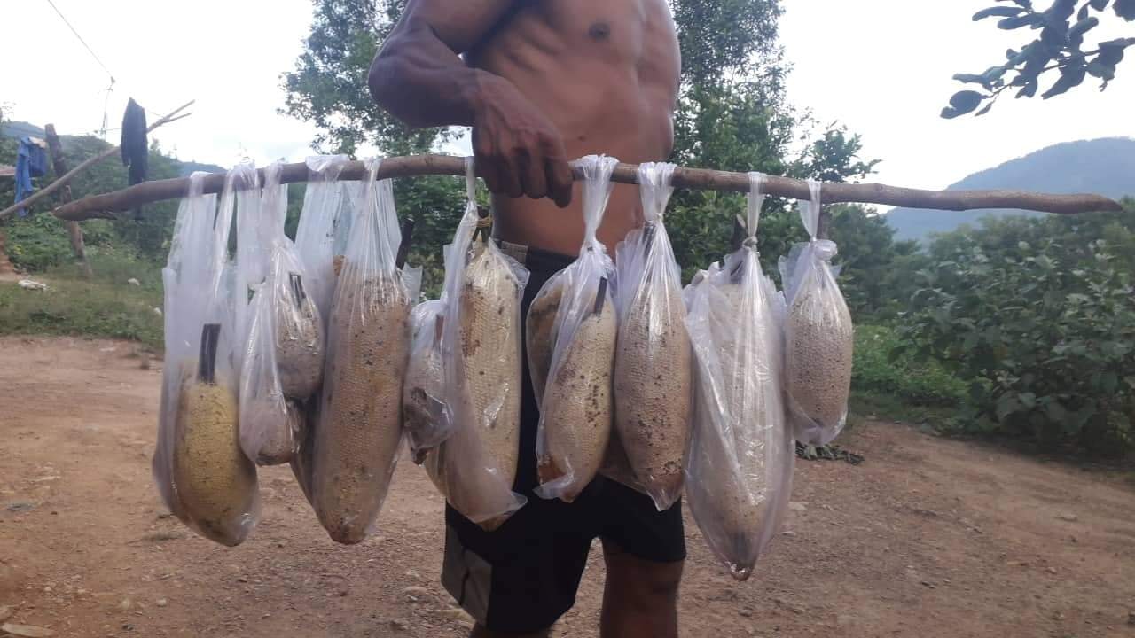 mật ong ruồi nguyên tổ ( r.ừng nguyên sinh Tây Nguyên )