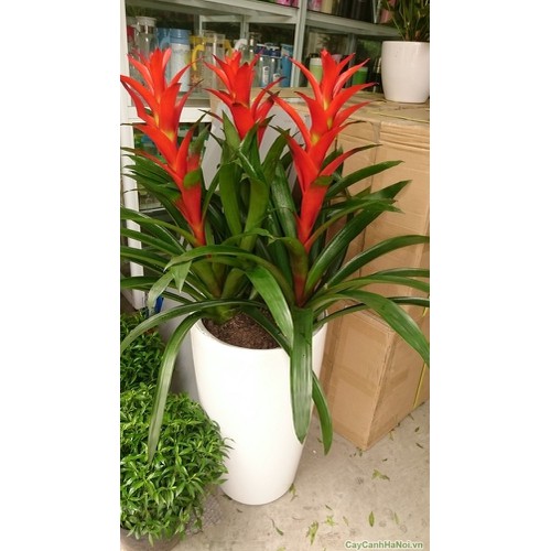 CÂY LAN ĐUỐC ĐỎ, CÂY LAN ĐUỐC ĐỎ- CÂY DỨA CẢNH NẾN ĐỎ