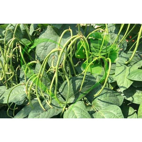 Hạt giống đậu đũa hạt đen dạng cây - Gói 20g