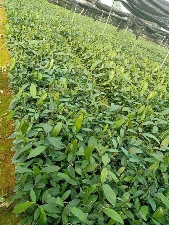 com bo 10 cây quế giống ( mua 10 cây tăng 1 cây )