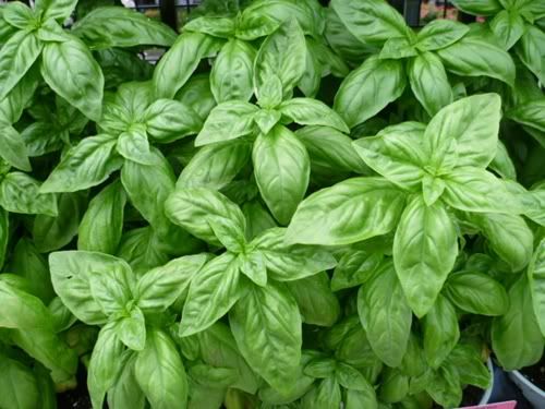 [HCM]Chậu cây húng tây cây gia vị Basil