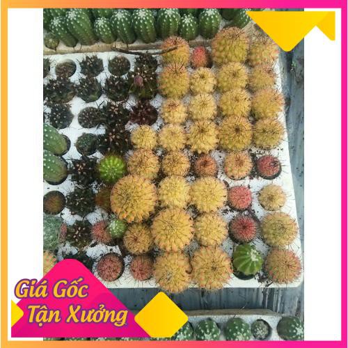 [HCM]Khu Vườn Hạt Giống Xương Rồng Mix (Gói Gồm 5-6 Loại Xương Rồng) .