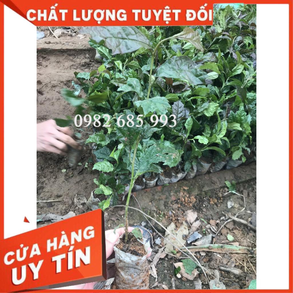 Combo 5 Cây xạ đen ( mua 5 tặng 1 )