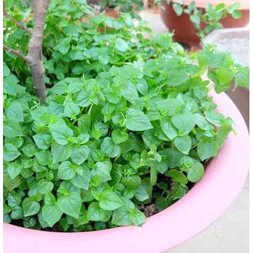 HẠT GIỐNG RAU CÀNG CUA 0.5g