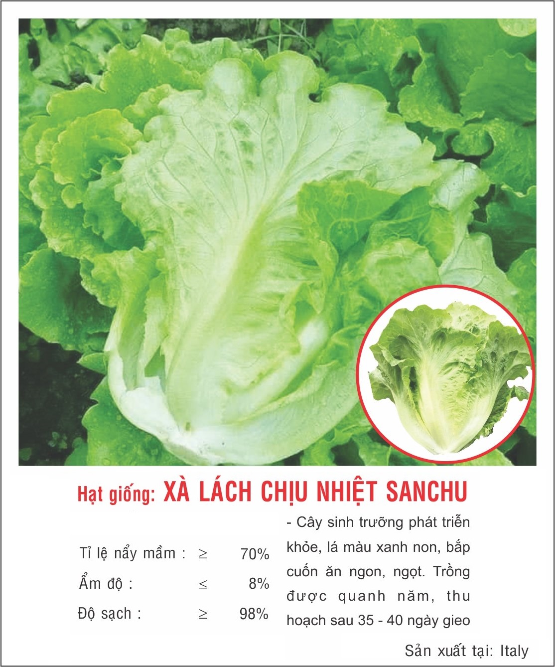 Hạt giống xà lách Sanchu VTP135 | Vạn Tín Store