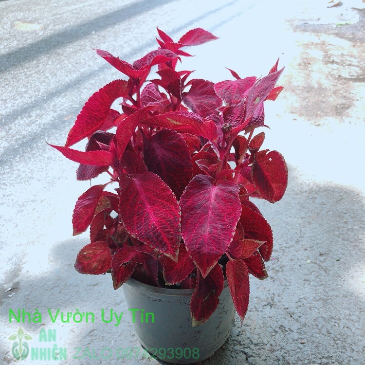 Cây lá gấm đỏ