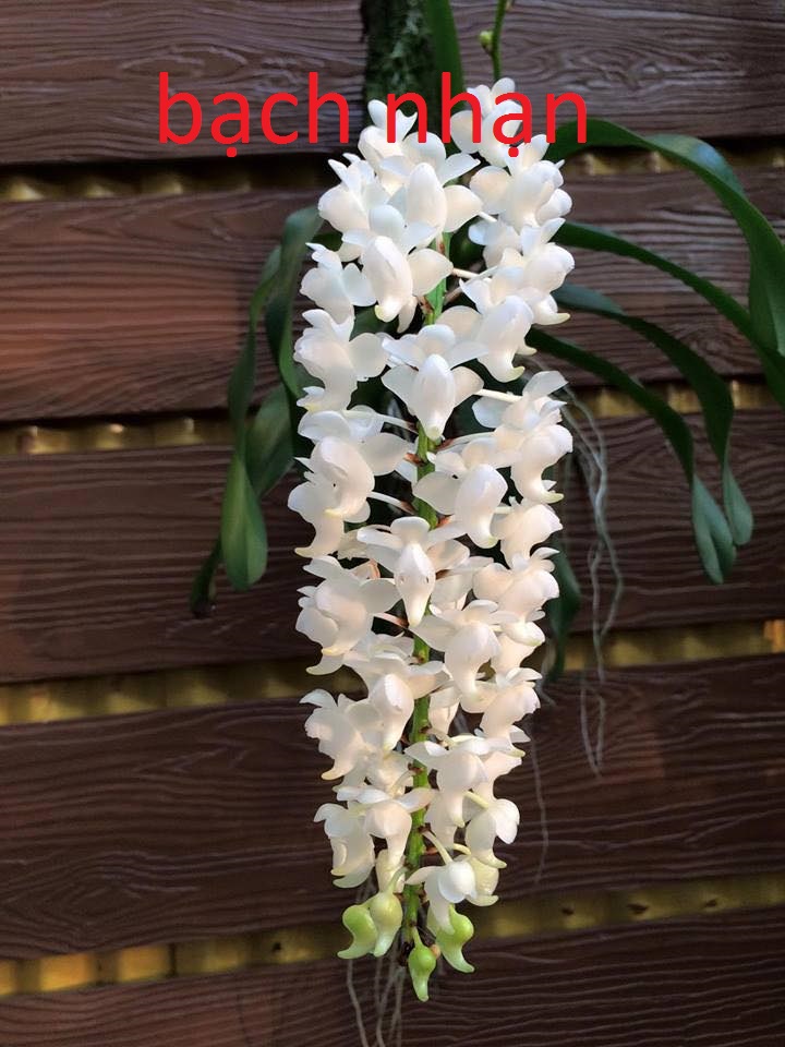 lan rừng bạch nhạn giống 15cay 50k(hoa tháng 4,cây 10-15cm)