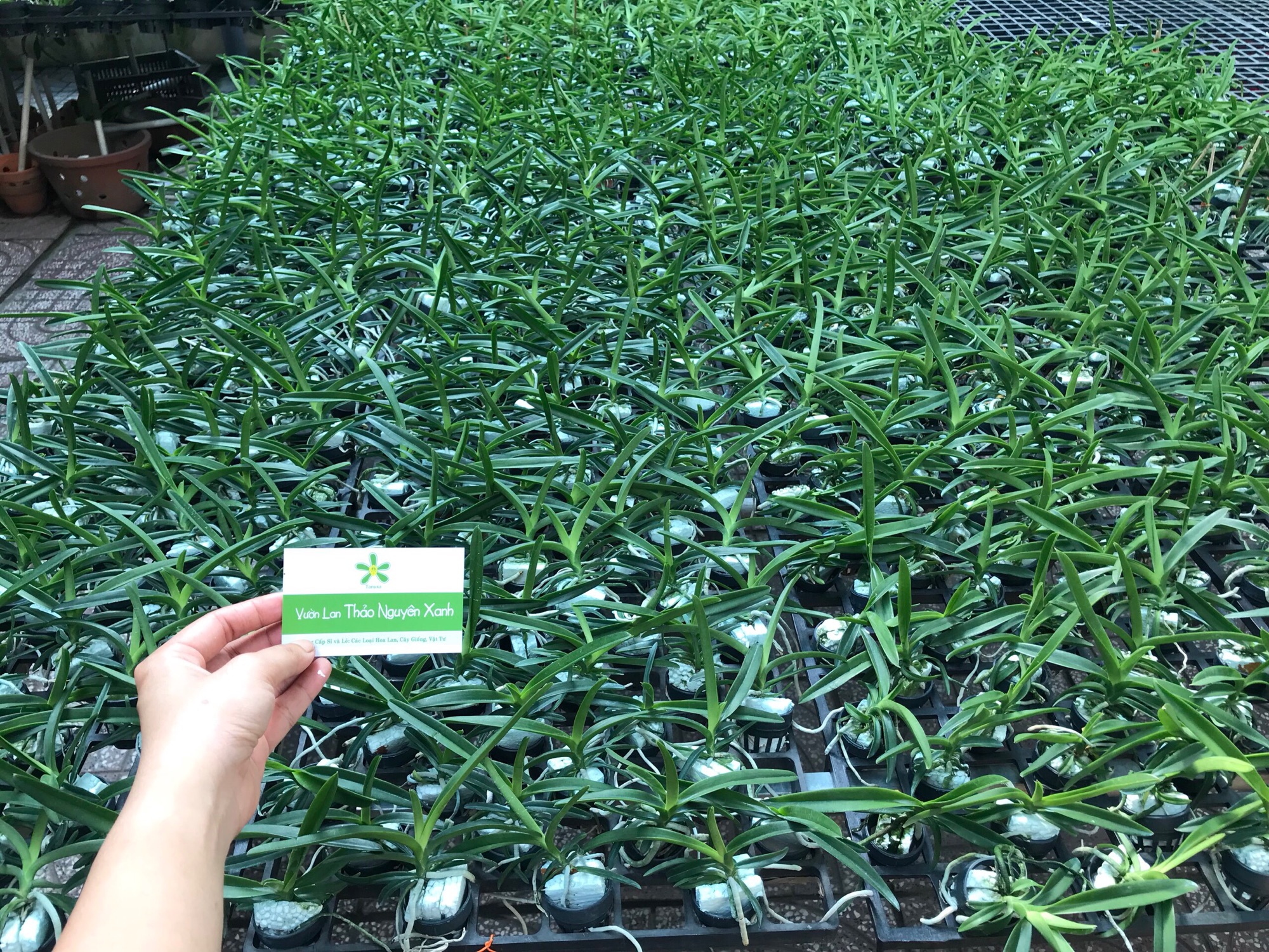 Hoa lan Vanda Chuẩn Màu - Cây Con Cao 10-15cm