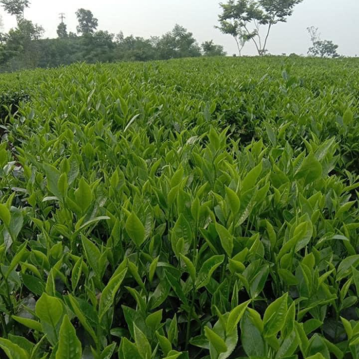 Trà xanh Thái Nguyên Tư Quý(6 gói 100g)
