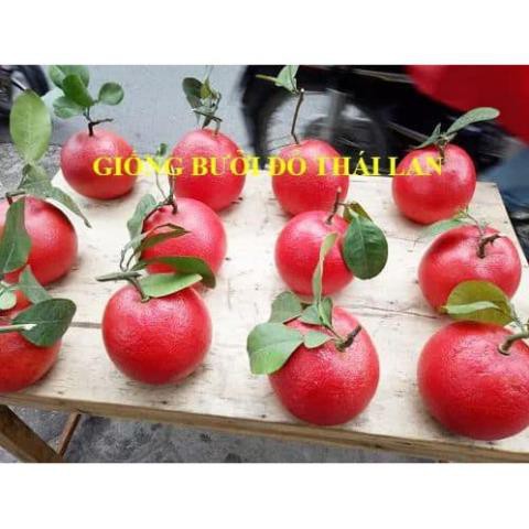 sản phẩm Bưởi đỏ Thái Lan