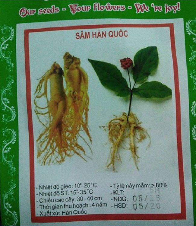 "Gói 5 "Hạt giống nhân sâm hàn quốc [Seeds]