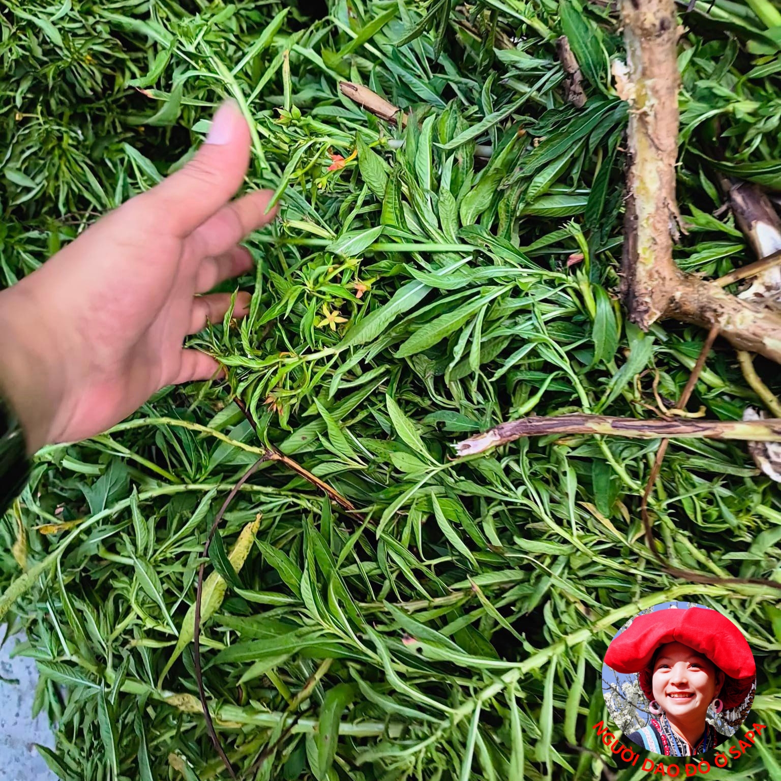 Cây rau mương khô loại 1 chữa dạ dày được thu hái, phơi khô từ cây rau mương rừng tươi