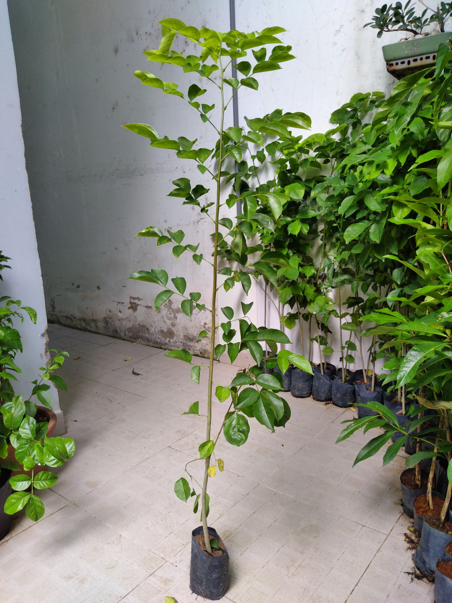 Cây giáng hương, chiều cao khoảng 1m