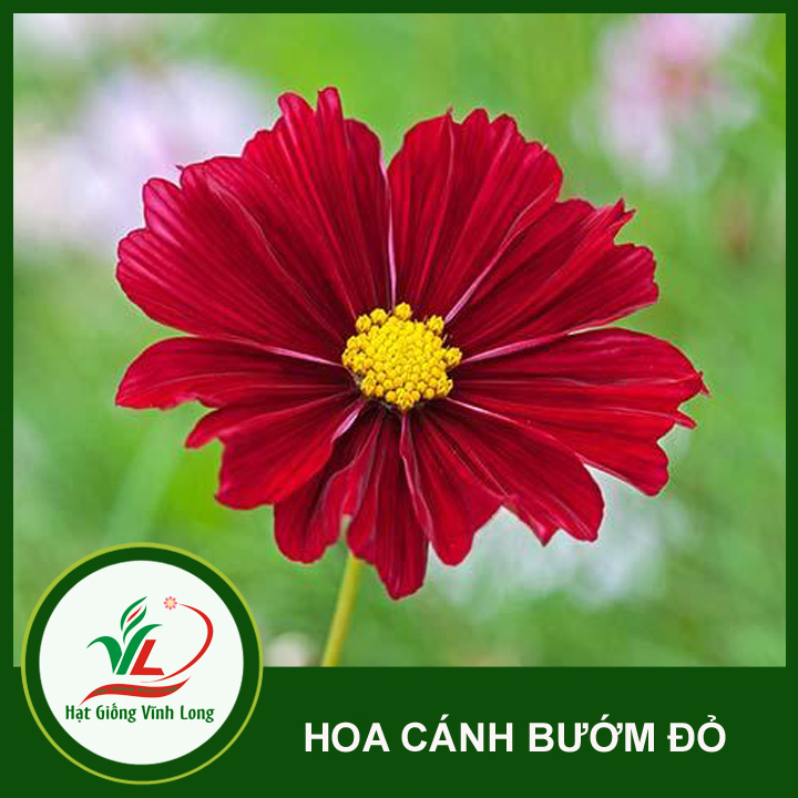 Hạt giống hoa Cánh bướm đỏ RD 868 - 0,1g
