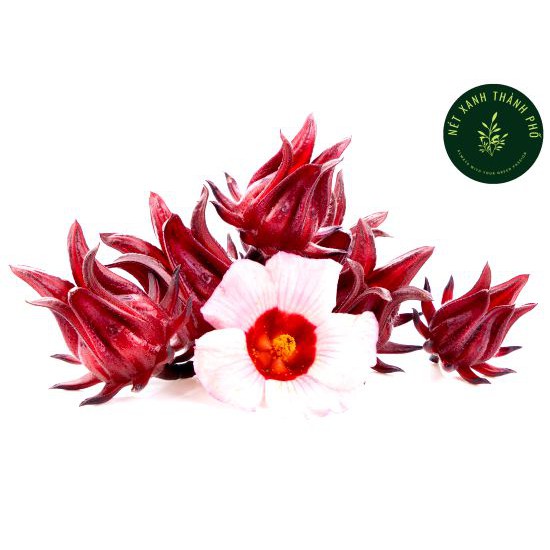 [GIAO HÀNG 2 GIỜ] Hạt giống Hoa Bụt Giấm, hoa atiso đỏ 2gr