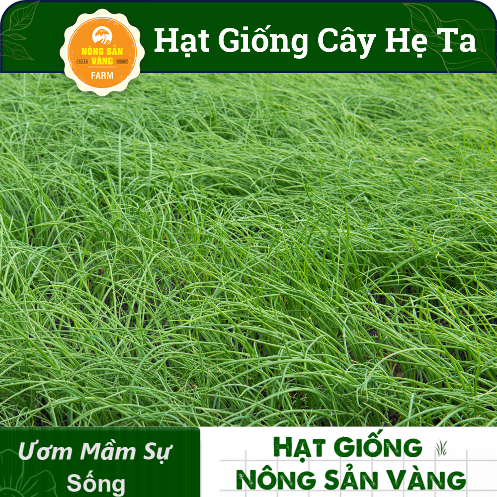 Hạt giống Rau Hẹ Ta Tỉ Lệ Nảy Mầm Cao, Sinh Trưởng Và Phát Triển Khỏe, Năng Suất Cao (Gói 1 Gram) - Nông Sản Vàng